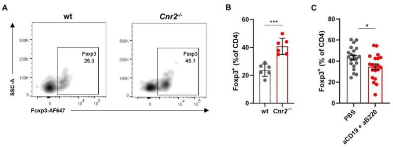 CB2R mediates tumor growth control by regulating Breg infiltration and Treg induction. Tumors from wt and Cnr2−/− mice were isolated at day 14 post-tumor inoculation and analyzed by means of flow cytometry. (A) Representative flow cytometry plots and (B) frequencies of intratumoral Foxp3+ cells as percentages of CD4+ T cells in wt and Cnr2−/− mice (n = 6). (C) Intratumoral Foxp3+ cell frequencies in Cnr2−/− mice with or without B cell depletion using anti-CD197 and anti-B220 monoclonal antibodies (mAbs). Statistical analyses were performed using two-tailed, unpaired Student’s t-tests. Error bars show mean ± SEM. * p ≤ 0.05; *** p ≤ 0.001.