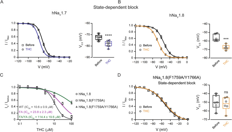 THC inhibits hNaV1.7 and hNaV1.8 channels via the local anesthetic binding site.A Left: Voltage-dependence of hNaV1.7 steady-state channel availability (I/Imax), plotted as a function of conditioning pulse voltage before (squares) and after the application of THC (circles). Solid lines represent fits to a Boltzmann function. Right: Box plot and individual values of the half-inactivation potential (V0.5) before and after THC treatment. B Same as (A), but recorded from cells expressing hNaV1.8 channels before (squares) and after the application of THC (circles). Note the significant hyperpolarizing shift in the voltage dependence of inactivation for both channels, indicating that THC stabilizes the inactivated state. Paired Student’s t test when ***, p ≤ 0.001; ****, p ≤ 0.0001. C Concentration-response relationship for the inhibition of wild-type (WT) and mutated hNaV1.8 channels by THC. Data points represent the current inhibition for WT (circles; black line), the F1759A mutant (FA; squares; pink line), and the F1759A/Y1766A double mutant (FA/YA; triangles; green line) at various THC concentrations. The indicated IC50 values were determined by fitting Hill’s function to the data. Note the substantial rightward shift of the curves for the mutated channels, indicating a significant reduction in inhibitory potency. D Voltage-dependence of mutated hNaV1.8 (F1759A/Y1766A) steady-state channel availability (I/Imax), plotted as a function of conditioning pulse voltage before (squares) and after the application of THC (circles). Solid lines represent fits to a Boltzmann function. Right: Box plot and individual values of the half-inactivation potential (V0.5) before and after THC treatment. Note that in the mutated hNaV1.8, THC does not lead to a change in the state-dependent block.