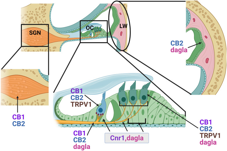 Distribution of endocannabinoid components in the adult cochlea. Based on immunohistochemical data and gene expression studies from previously published reports, CB1 and CB2 receptors (proteins) and CB1 transcripts (Cnr1) are distributed in the outer hair cells (OHC), inner hair cells (IHC), lateral wall (LW) cells and spiral ganglion neurons (SGN, cell bodies, and axonal projections). Cnr1 transcripts were also found in the pillar cells (PC) and Dieter’s cells (DC). While CB2 receptors appear fairly widely distributed, immunolabeling suggested possible greater intensities of staining around the base of the IHCs where the SGN nerve fibers and the IHC ribbon synapses are located. Transcripts of Dagla are expressed in the sensory HCs, PCs, Deiters cells (DC), and SGN. TRPV1 is expressed in both inner and outer HCs.