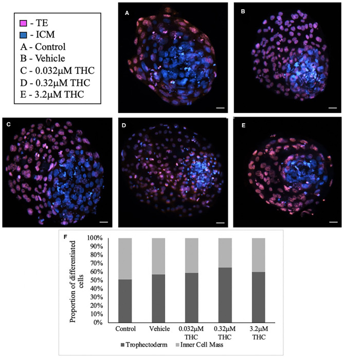 Differential staining of blastocysts produced from THC treated oocytes. (A) Control blastocyst. (B) Vehicle blastocyst. (C) Low (THC) (0.032 μM) blastocyst. (D) Mid (THC) (0.32 μM) blastocyst. (E) High (THC) (3.2 μM) blastocyst. (F) Proportion of trophectoderm (TE) vs. inner cell mass (ICM) cell numbers for each group. Oocytes underwent maturation in varying doses of THC representing therapeutic cannabis use [low (THC)] and recreational cannabis use [mid (THC), high (THC)] as well as vehicle or control, followed by fertilization and culture. Blastocysts were collected at 8 days post-fertilization and differentially stained. The trophectoderm (TE) was stained with propidium iodide (pink) and inner cell mass (ICM) with Hoechst stain (blue). Blastocysts were imaged with a Leica CTR5500B fluorescent microscope at the 20 × objective and cells manually counted. Each group had between 4 and 11 biological replicates (blastocysts). Bars represent the mean ± SEM. Scale bar =100 μm.