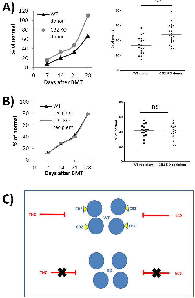 The Role of CB2 in Lymphocyte Recovery.A: Syngeneic BMT from CB2 KO donor mice to C57BL/6 WT mice. Average lymphocyte counts at different time points (left) and counts on day 21 after transplantation (right). *** P<0.0001. B: Syngeneic BMT from C57BL/6 WT donor mice to CB2 KO mice. Average lymphocyte counts at different time points (left) and counts on day 21 after transplantation (right). C: Model: CB2 has an inhibitory effect on post-transplant rehabilitation of blood lymphocytes. The WT graft rehabilitation will be delayed by endo- (ECS) and/or phyto-cannabinoid (THC) signaling (red T-bars) through CB2. Since the knockout graft does not express CB2, this inhibition is removed. Modified from Figure 5 in Khuja et al.17; reused under creative commons license (CC BY 4.0).BMT, bone marrow transplantation; ECS, endocannabinoids; CB2 KO, CB2 knockout; THC, Δ9-tetrahydrocannabinol; WT, wild type.