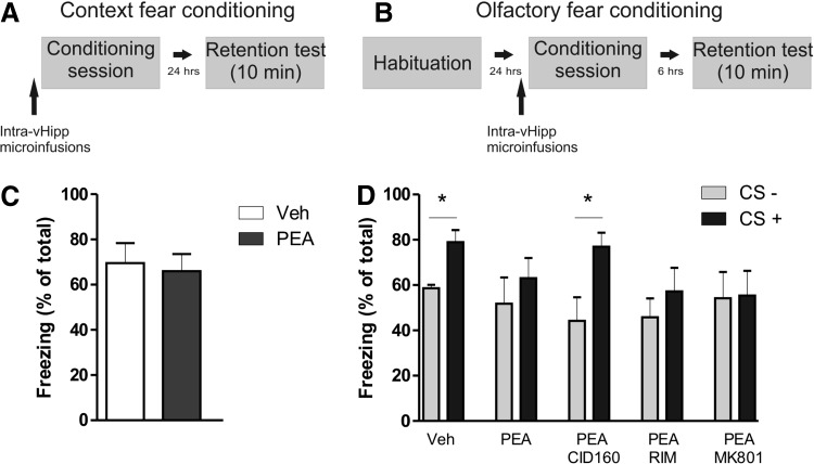 Intra-vHipp PEA infusion modulates the acquisition of olfactory fear conditioning. Rats were trained in context (A) or olfactory (B) fear conditioning with a 0.8 mA footshock. (C) No effect of PEA infusion was observed on the acquisition of context fear conditioning. (D) PEA impairs the acquisition of an olfactory fear conditioning protocol and the effect is reversed by the coinfusion of the GPR55 antagonist CID160 (1 μg/0.5 μL). Post hoc comparisons Newman–Keuls. *p<0.05.