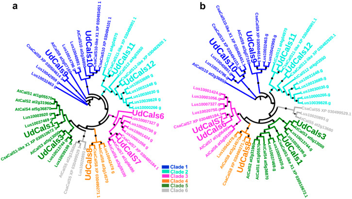 Phylogenetic analysis of CalS (full-length protein sequences) from U. dioica (in bigger font size), A. thaliana, L. usitatissimum and C. sativa. (a) Balanced minimum evolution tree (bootstraps: 1000); (b) Maximum likelihood tree (bootstraps: 100). The circles indicate bootstrap values >800 in (a) and >80 in (b). The bigger the circle, the higher the bootstrap value. The accession numbers of the proteins from thale cress and C. sativa (taken from NCBI) and flax (from Phytozome) are indicated on the trees and in Supplementary File 1.