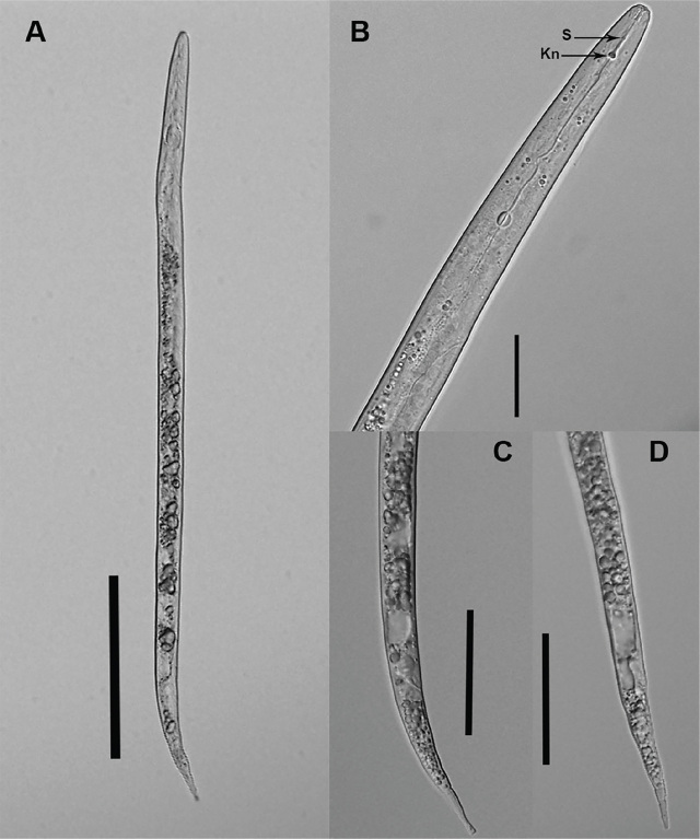 Meloidogyne hapla, A) body length, B) stylet (S) and knobs (Kn), C) and D) tail. Scales: A: 100 μm, B: 20 μm, and C,D: 50 μm.