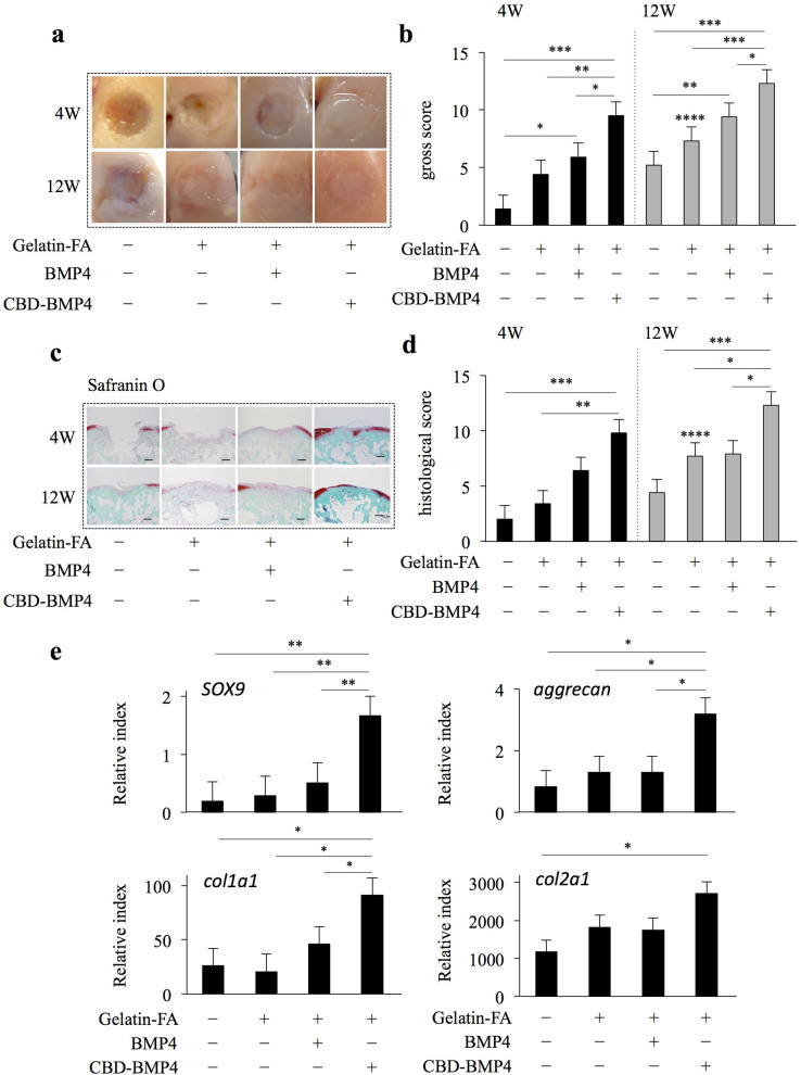 Gelatin-FA as a growth-factor scaffold in an osteochondral defect model.BMP4 or CBD-BMP4 (each 250 nM) was mixed into 15% gelatin-FA containing 0.05% RB, and the mixtures were implanted into osteochondral bone defects and exposed to visible light for 2 min. (a) Representative photographs of the gross appearance after the procedure (five femurs each). (b) Gross grading scores at 4 and 12 weeks after the procedure (five femurs each). (c) Representative images of safranin O staining (five femurs each). The scale bar indicates 500 μm. (d) Histological grading scores at 4 and 12 weeks (five femurs each). (e) The expression levels of chondrogenic factors at 4 weeks (5 femurs each). *P < 0.05, **P < 0.01, ***P < 0.001 (five femurs each). ****P < 0.05, vs. untreated control (five femurs each, Mann–Whitney U Test).