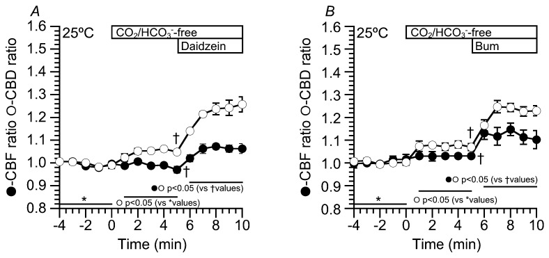 Effects of daidzein and bumetanide on CBD and CBF at 25 °C. Experiments were carried out under the CO2/HCO3−-free condition. (A) Daidzein (100 µM). Stimulation with daidzein increased both CBD and CBF. (B) Bumetanide (Bum, 20 µM). The addition of bumetanide also increased CBD and CBF.