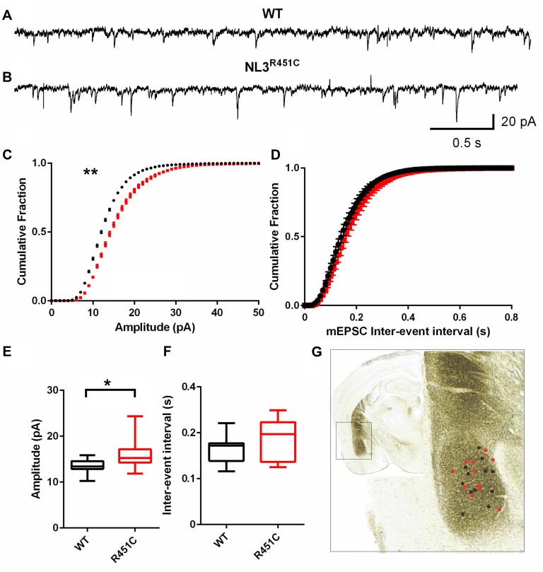 Increased miniature excitatory postsynaptic current (mEPSC) amplitude in neuroligin-3 (NL3) R451C mice. (A,B) Example traces of mEPSCs recorded from pyramidal-like neurons in the basolateral amygdala. (C,D) Cumulative fraction analysis of the mean population of mEPSC amplitude and inter-event interval respectively. (E,F) Mean amplitude and inter-event interval of mEPSCs. Wild-type (WT) n = 12 cells recorded from seven animals and NL3 n = 11 cells recorded from seven animals. (G) Approximate location of recorded cells overlaid on an image of a coronal brain section. *P < 0.05, **P < 0.01; ***P < 0.001.