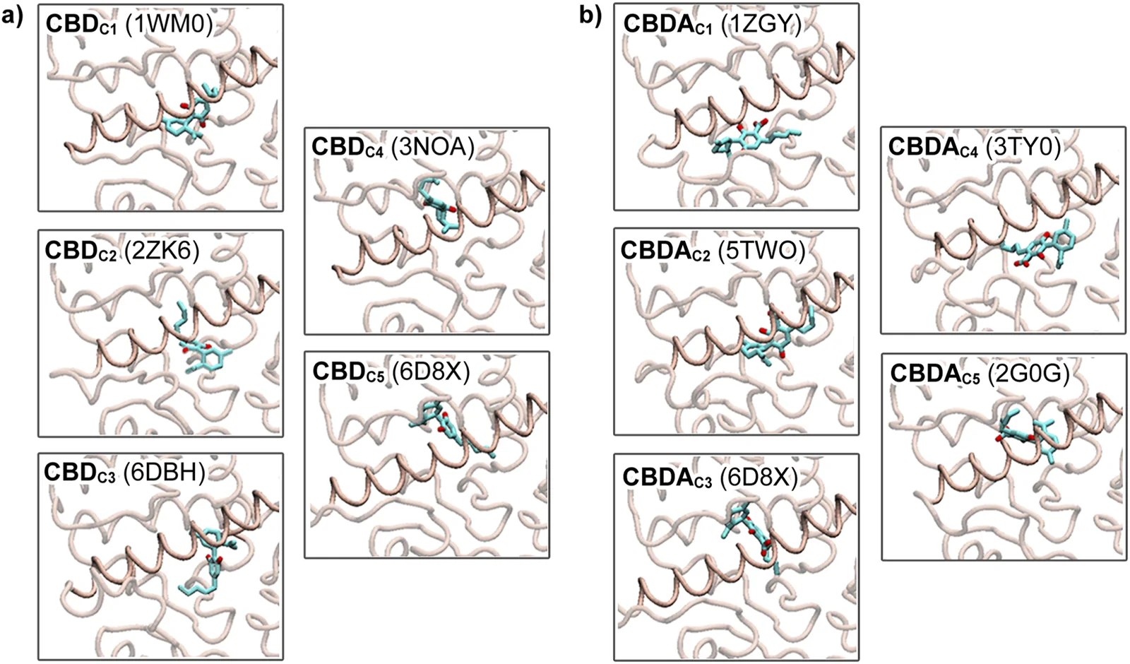 Figure showing two panels labeled a and b, each containing five molecular docking visualizations of CBD (panel a) and CBDA (panel b) interacting with protein structures. Each subpanel displays a protein ribbon diagram in light beige with a cyan ligand within the binding site, labeled with corresponding protein PDB codes.