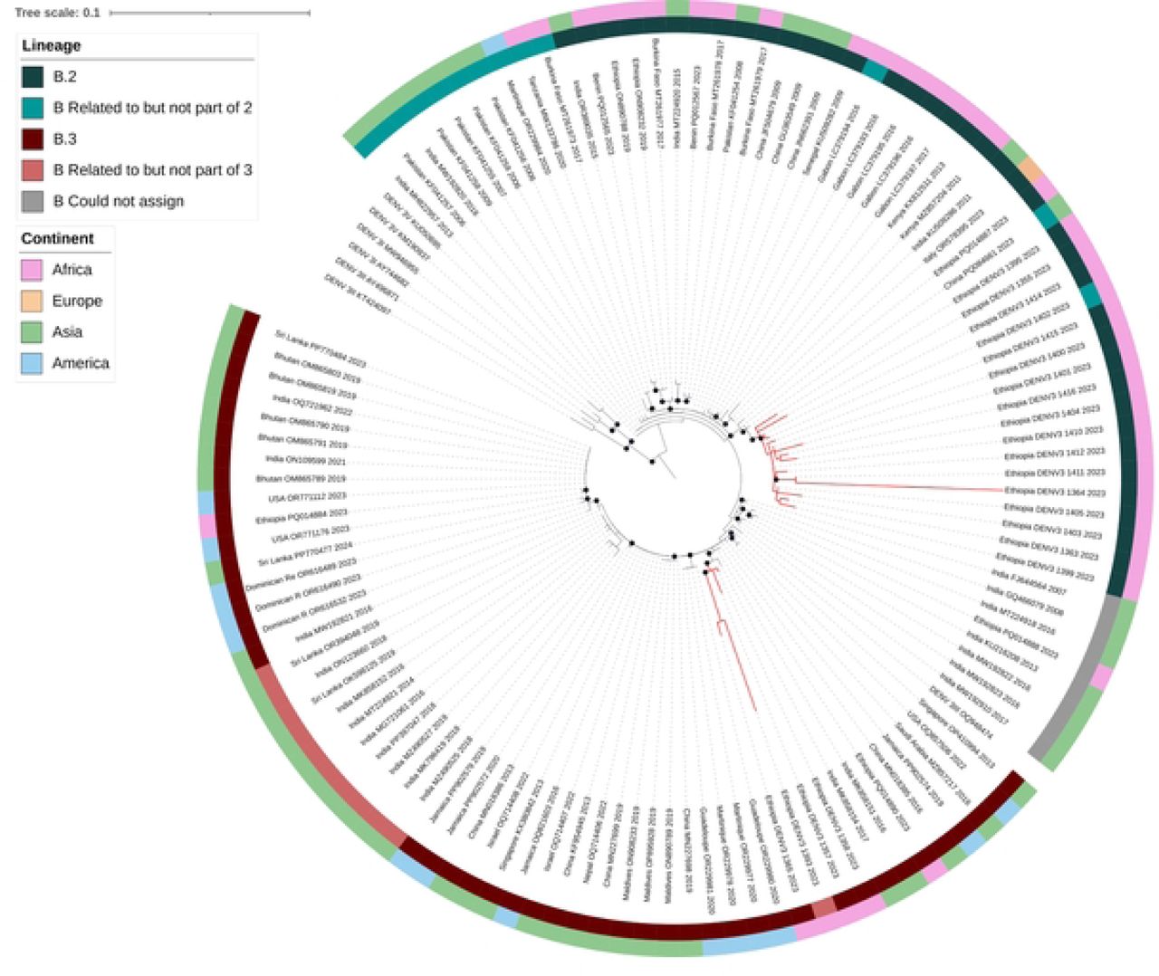 Maximum likelihood phylogenetic tree of DENV-3 genotype III (DENV-3III) strains isolated during the 2023 outbreak in Dire Dawa, Ethiopia.The tree includes CprM sequences newly generated in this study (red branches, N = 21) and representative reference sequences from DENV-3III (black branches, N = 102). Sequences are labeled with the accession number, country of origin, and year of isolation, and the outer circles indicate continent of origin and DENV-3III_B minor lineage. Nodes with ultrafast bootstrap values of 95 and above are indicated with black circles. The internal tree scale represents the nucleotide substitutions per site.