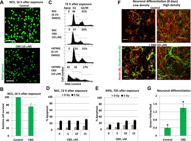CBD treatment did not induce death of neural stem/progenitor cells (NSC/NPC) and astrocytes(A, B) Relative survival of NSC/NPC was determined 16 h after CBD (15 µM) treatment. NSC/NPC was immunostained using anti-SOX2 Ab. (C) The typical result of cell cycle-apoptosis analysis demonstrates differential effects of CBD (10 µM) on upregulation of apoptosis in U87MG cells and NSC/NPC 72 h after treatment. CBD was dissolved in DMSO; 0.1% DMSO was added to the control cultures as a vehicle. Cell cycle-apoptosis analysis was performed using PI staining of DNA and flow cytometry. (D) Radiation-induced (5 Gy) apoptotic levels in NSC were not changed after co-treatment with increasing concentration of CBD. Apoptotic levels were determined using PI staining of DNA and sub-G1 analysis. (E) Apoptotic levels after combined treatment of immortalized human embryonic astrocytes (IHEA). (F, G) Positive effects of CBD (10 µM) on neuronal differentiation of NSC/NPC in cell culture conditions. Induction of differentiation was performed for NCS/NPC at low or high density in the presence or absence of CBD. Confocal analysis of immunofluorescent images was done using monoclonal Ab against Nestin, an early neuroprogenitor marker (red), and polyclonal Ab against Doublecortin, a neuronal marker (green). Bar = 50 μm. Green+yellow/Red cells ratio indicate a degree of neuronal differentiation. Stars indicate a significant difference between control and CBD-treated cells.