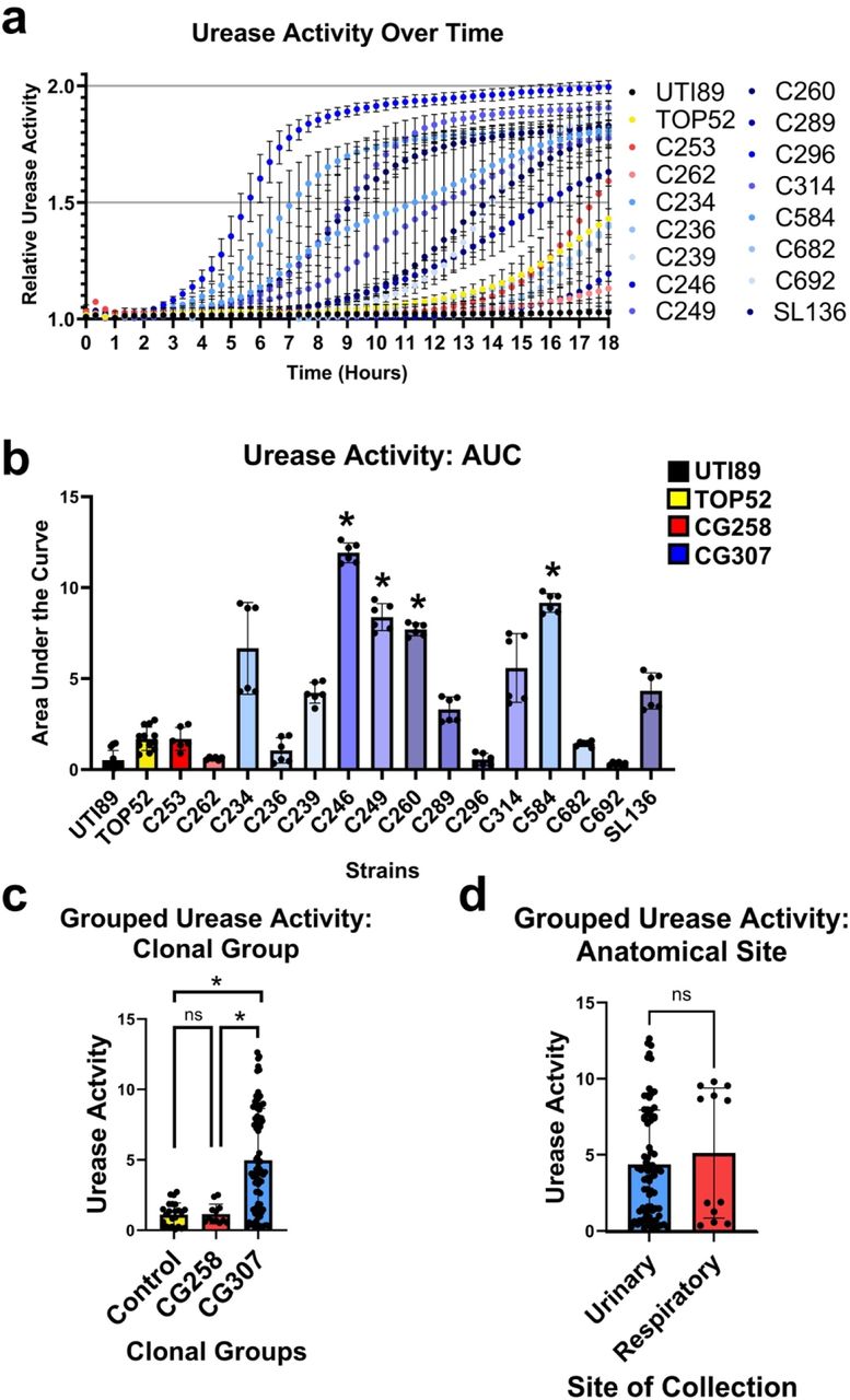 Urease activity among multidrug resistant (MDR) Klebsiella pneumoniae (Kp) CG307s and CG258s, and the control strains TOP52 and UTI89.a) Urease activity of all strains over an 18-hour time course. b) Area under the curve of urease activity from all strains over an 18-hour time course. Significance was determined with a Kruskal-Wallis and Dunn’s test, stars show the strain compared against TOP52. c) Urease activity by clonal group, groups were compared using a linear mixed effects regression test, p = *: <0.05. d) Urease activity by site of isolation, compared using a Chi-squared test, p = ns: >0.05. Performed with two biological replicates in technical triplicate.