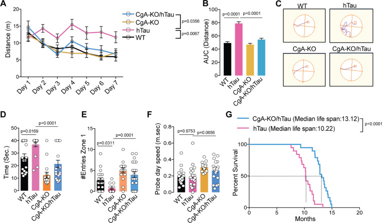 Ablation of CgA improved spatial learning and memory, and extended the life span of hTau miceA. Distance travelled each day to reach the platform during seven days training trials of the Morris Water-Maze Test. CgA-KO/hTau (n=20), CgA-KO (n=16), hTau (n=19) and WT (n=18). p-value was calculated using Two-way ANOVA (F18, 420 =3.013, P<0.0001) Turkey’s Multiple comparison test.B. Area Under the Curve (AUC) for the distance travelled during the training period. P-value was calculated using One-way ANOVA (F3, 70=43.76, P<0.0001) Dunnett’s Multiple comparison test.C. Probe trial performed 24 hr after the 7th day of training for all the mice. The swimming paths in the probe trial of representative mice of all four groups are shown (the square marks the location of the platform during the goal acquisition trials).D. Time taken (latency) to reach the target platform. CgA-KO/hTau (n=20), CgA-KO (n=16), hTau (n=19) and WT (n=18). P-value was calculated using One-way ANOVA (F3, 69=16.14, P<0.0001) Sidak’s Multiple comparison test.E. Number of entries in the zone where the platform was present (correct zone). CgA-KO/hTau (n=20), CgA-KO (n=16), hTau (n=19) and WT (n=18). P-value was calculated using One-way ANOVA (F3, 69=11.5, P<0.0001) Sidak’s Multiple comparison testF. Swimming speed of all the mice during the probe trial day. CgA-KO/hTau (n=20), CgA-KO (n=16), hTau (n=20) and WT (n=18). P-value was calculated using One-way ANOVA (F3, 70=4.99, P=0.0034) Sidak’s Multiple comparison test.G. Longevity of hTau and CgA-KO/hTau mice shown as a Kaplan-Meier plots (n= 20 per group). P-value was calculated using Gehan-Breslow-Wilcoxon test (Chi square=23.86, df=1)