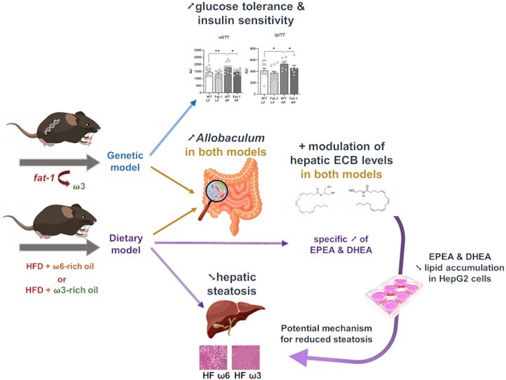 Graphical Abstract