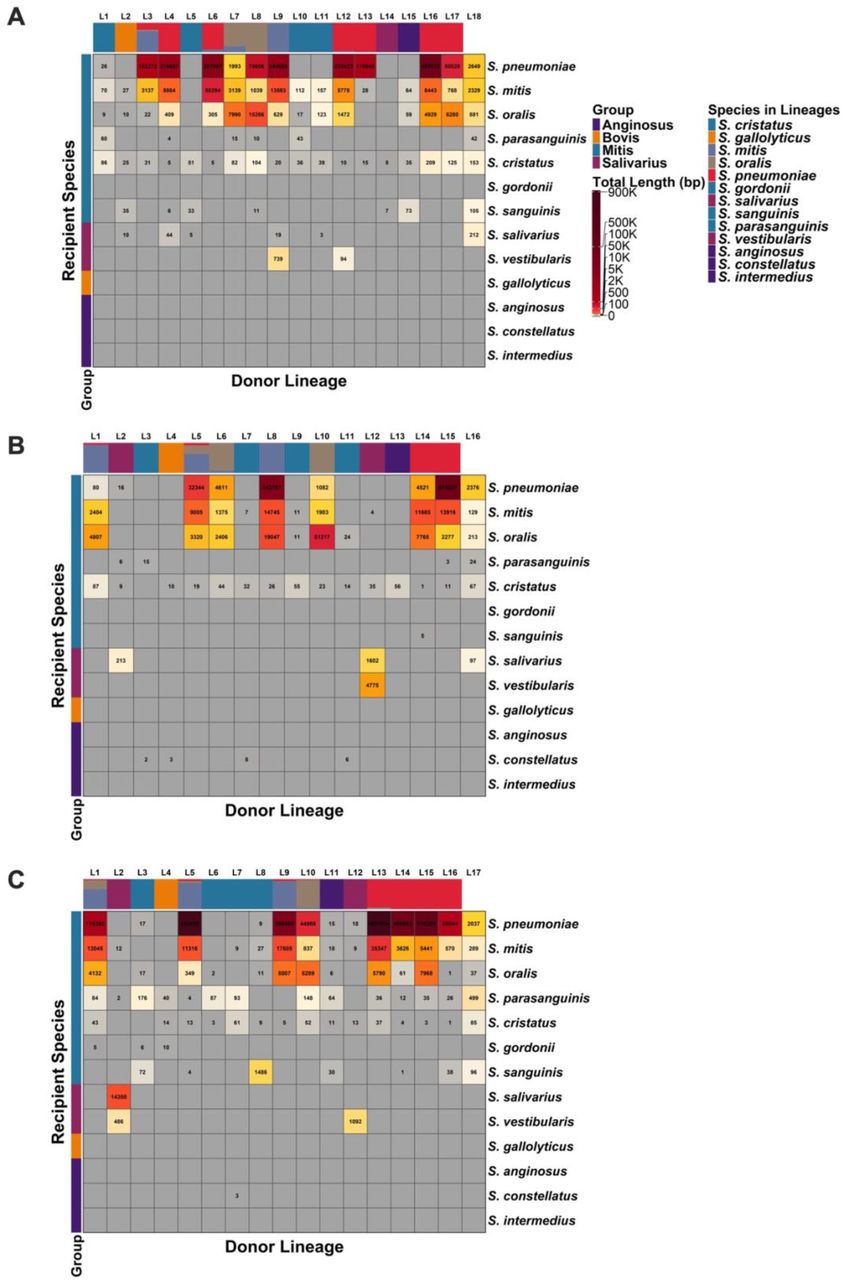 Recent recombination fragments detected by fastGEAR across streptococcal lineages for three penicillin binding protein genes. (A) pbp1a, (B) pbp2b, (C) pbp2x. The heatmap shows transferred DNA fragments from donor lineages (columns) to recipient species (rows). Donor lineages are ordered according to lineage composition shown in the top color bar. Recipient species are ordered according to species group composition shown in the left color bar. Each cell shows the total length of recombination fragments in base pairs adjusted as a heatmap.