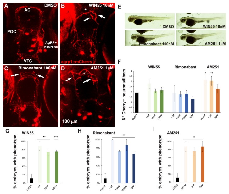 Effect of pharmacological manipulation of CB1R on AgRP1 neurons in zebrafish embryos. (A–D) Representative images of mCherry+ neurons and projections in the basal forebrain of embryos, at the age 96 hpf, treated with DMSO only as control (A), WIN55 (B), Rimonabant (C) or AM251 (D) at the indicated doses. The observation plane is the same as in Figure 2. Scale bar is reported in (D). White asterisks indicate altered fasciculation at the anterior commissure, and white arrows indicate misguided mCherry+ projections. (E) Bright-field, low-magnification images of whole fish embryos treated with DMSO only or with the indicated ligands. A normal general morphology and growth was observed. (F) Quantification of the ratio of mCherry+ neurons/mCherry+ fibers in embryos treated with DMSO only (solid black bar) or treated with WIN55, Rimonabant or AM251 at the indicated doses. Color code is the same as in Figure 1. Treatment with AM251 resulted in a higher neurons/fibers ratio. (G–I) Quantification of the misguidance and altered commissural phenotype, expressed as % of the number of embryos observed upon treatment with WIN55 (G), Rimonabant (H) or AM251 (I). Color code as in Figure 1. Data are expressed as means ± SEM from three independent experiments. * = p < 0.05; ** = p < 0.01; *** = p < 0.001. AC, anterior commissure; POC, postoptic commissure; VTC, ventral tegmental commissure.
