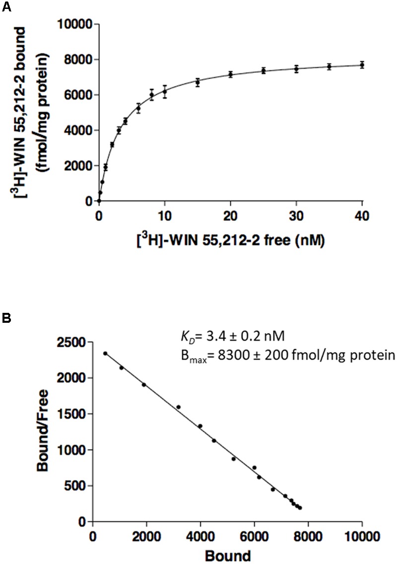 Saturation curves from radioligand binding. Saturation curve (A) and relative Scatchard plot (B) of [3H]-WIN 55,212-2 binding on membranes from CHO cells stably expressing human CB2R. Data are expressed as the mean ± SEM of three independent experiments performed in duplicate.