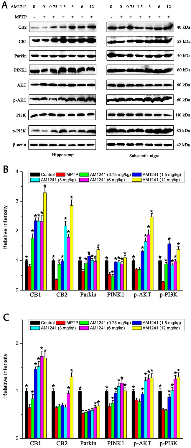 Levels of CB1, CB2, PINK1, Parkin, p-PI3K and p-AKT in the substantianigraand hippo of mice of control group, MPTP group and AM1241 treatment groups(A) Representative Western blot bands of these proteins in the substantianigra and hippo of mice. (B) Quatified level of these proteins. The values were represented as the means ± S.E.M.