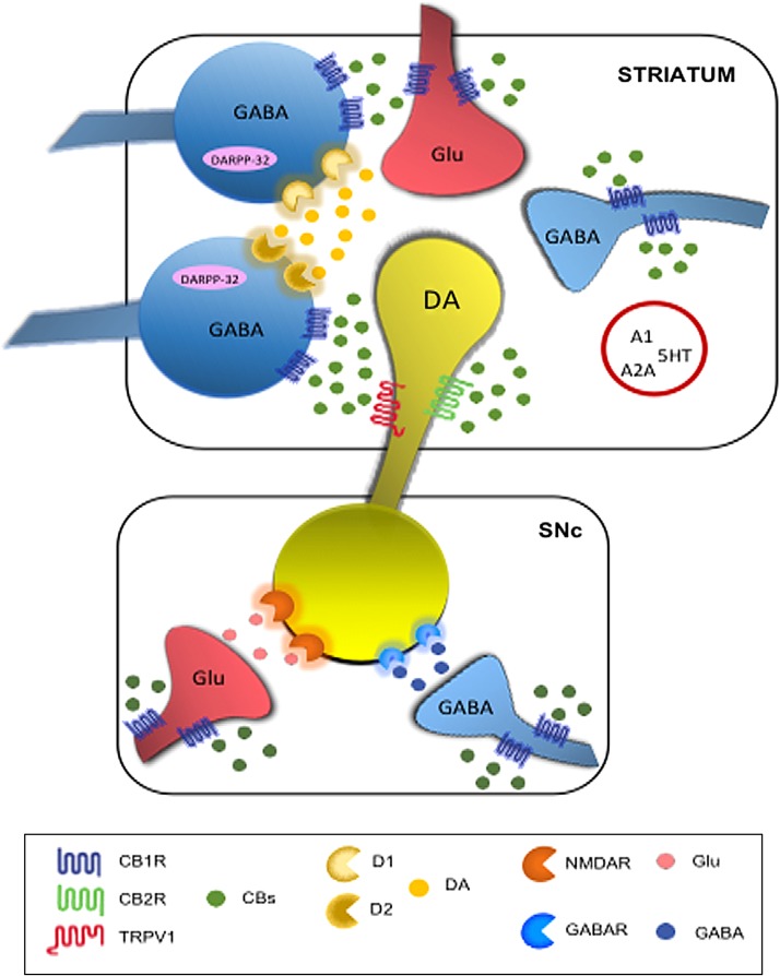Schematic mechanisms explaining the interactions between cannabinoid system and dopaminergic transmission at basal ganglia level. In the red circle are depicted additional receptors involved in cannabinoid signaling. A1, adenosine A1 receptor; A2A, adenosine A2A receptor; CB1R, cannabinoid receptor type 1; CB2R, cannabinoid receptor type 1; CBs, cannabinoids; D1, dopamine receptor type 1; D2, dopamine receptor type 2; DA, dopamine; DARPP-32, DA- and cAMP regulated phosphoprotein of 32 kDa; Glu, glutamate; GABAR, γ-aminobutyric acid receptor; GABA, γ-aminobutyric acid; 5HT, 5-hydroxytryptamine receptor; NMDAR, N-methyl-d-aspartate receptor; TRPV1, transient receptor vanilloid type 1 cation channel.