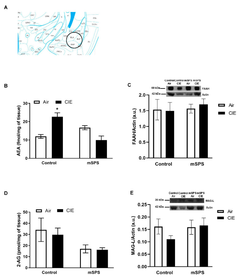 Anandamide (AEA) and 2-arachidonoylglycerol (2-AG) contents, fatty acid amide hydrolase (FAAH) and monoacylglycerol lipase (MAG-L) levels in the amygdala (AMYG) after mSPS/Control or Air/CIE exposures. (A) Schematic of coronal slice where AMYG tissue punches were taken bilaterally (adapted from [58]). Average (B) AEA content (Control-Air: n = 6; Control CIE: n = 6; mSPS-Air: n = 6; mSPS-CIE: n = 8) increased in Control-CIE mice (* p < 0.05) compared to Control-Air or mSPS-CIE mice after mSPS/Control or Air/CIE exposures. However, the average (C) FAAH levels (Control-Air: n = 7; Control CIE: n = 4; mSPS-Air: n = 5; mSPS-CIE: n = 8) (Inset: representative immunoblotting sample images) did not change among groups after mSPS/Control or Air/CIE exposures. In addition, average (D) 2-AG content (Control-Air: n = 6; Control CIE: n = 6; mSPS-Air: n = 6; mSPS-CIE: n = 7) and (E) MAG-L levels (Control-Air: n = 6; Control CIE: n = 3; mSPS-Air: n = 5; mSPS-CIE: n = 8) (Inset: representative immunoblotting sample images) did not change among groups. Data are mean ± SEM.