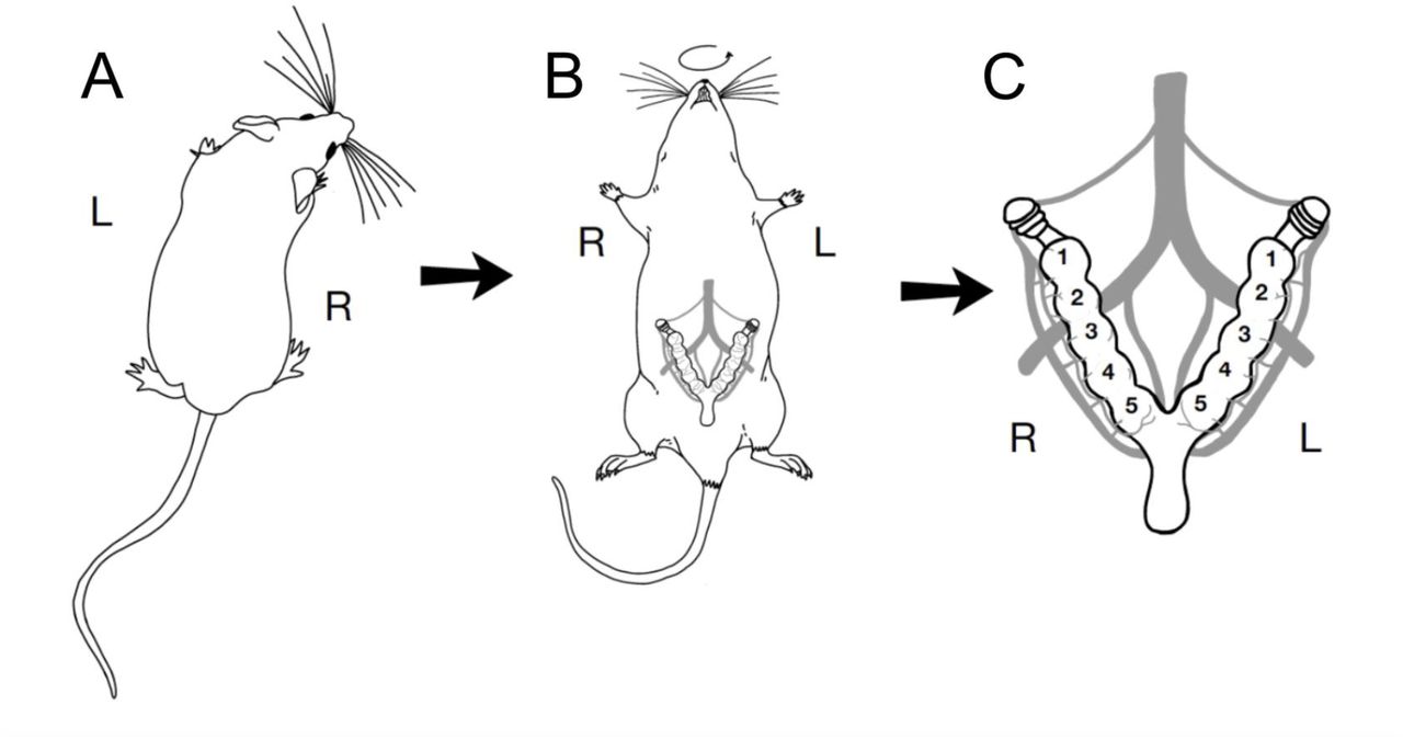Illustration of rodent uterine anatomy. Immediately following the final session of THC exposure, dams were euthanized and fetal and maternal tissue was collected. A) Dorsal view of a behaving rodent, with left and right sides indicated. B) Rat and vole dams were placed supine to allow for collection of fetal tissue. The relative position of the uterus is shown on the ventrum, and left and right sides of the animal are maintained relative to the dorsal view. C) Detailed schematic of the anatomy of rodent uterine horns and fetal positions. The ovaries are found at the rostral end of the uterine horns, while the vaginal canal is found at the caudal point where both horns join. Fetal position is defined by placement relative to the ovaries, with “1” being the position closest to the ovary, and progressively higher numbers indicating greater distance from the ovary. Fetal subjects were given a unique identifier based on both uterine horn (left vs right) and position within the horn.