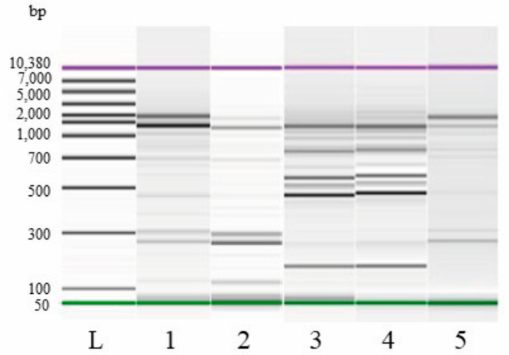 REP-PCR profiles, presented as a gel-like image on DNA7500 LabChip, of W. cibaria strain C43-11 (1) and Lpb. plantarum strain ITM21B (3) and of representative profiles of colonies isolated from SL_W C43-11 (2) and SL_C 21B (4, 5) at t14; molecular weight ladder (L).