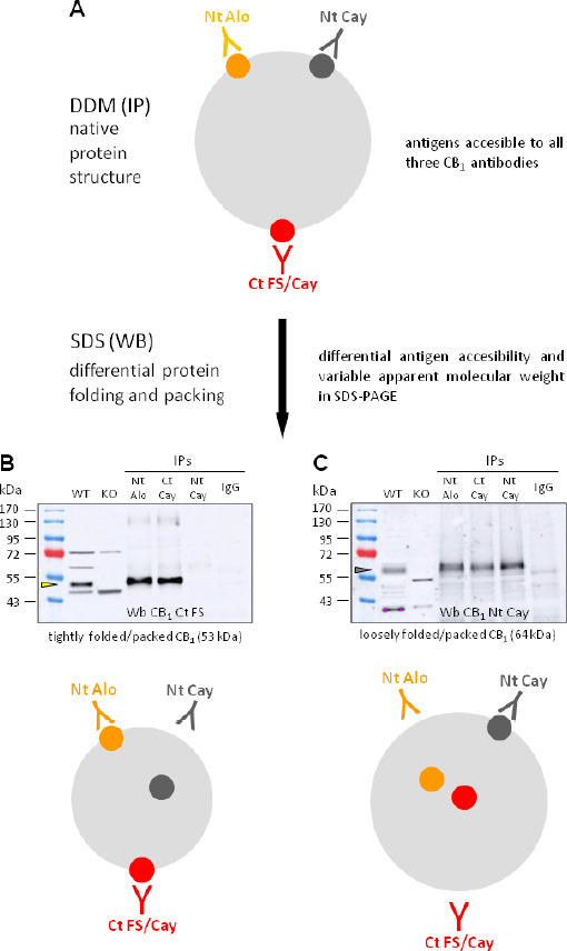 CB1 apparent molecular weight in WB could be dependent on the folding and packing status in the presence of SDS.With the WB results obtained after the deglycosylation and IP of the CB1 receptor, we propose a new interpretation on the nature of the variable apparent molecular weigth of CB1 obseved in WB. We argue that a unique fully glycosylated protein may be present in brain lysates and that the 53 and 64 kDa forms found in WB with different antibodies could be the result of a mixed poulation of differentially folded and packed receptor molecules in the presence of SDS used for electrophoresis. (A) When solubilizied in non-ionic detergents such as DDM, the receptor would conserve a native structure and present different antigens accesible to the antibodies used in our study. Therefore, the Nt Alo and the Ct Cay antibodies would immunoprecipitate the native receptor that in the presence of SDS and due to a more tightly packed status would be recognized by the Ct FS and Nt Alo antibodies as a 53 kDa protein whose folding would mask the Nt Cay antigen (B; yellow arrowhead). The absence of the 53 kDa CB1 form in the Nt Cay IPs could be due to the inability of the Nt Cay-bound receptor to adopt this tightly packed form recognized by the Nt Alo, Ct FS and Ct Cay antibodies when denatured in the presence of SDS (B). The more relaxed packed form would be recognized as a 64 kDa protein (C, grey arrowhead) by the Nt Cay antibody and would have the antigenes for the Nt Alo, Ct Cay and Ct FS antibodies masked. Rat brain lysates were immunoprecipitated with the Nt Alo, Ct Cay and Nt Cay antibodies or purified control rabbit IgG. The IPs were resolved by SDS-PAGE and the presence of CB1 was revealed with the Ct FS antibody (B) and the Nt Alo antibody (data not shown). The membrane was stripped and reprobed with the Nt Cay antibody (C). The two western blots are reprinted from Esteban et al. (2020). DDM: n-Dodecyl-β-D–maltoside; IP: immunoprecipitation; SDS: sodium dodecyl sulfate; SDS-PAGE: sodium dodecyl sulfate-polyacrylamide gel electrophoresis; WB: western blot.