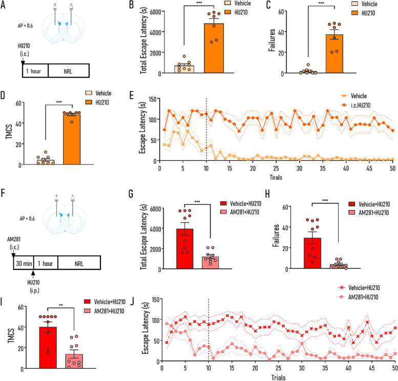 Intra-DMS injection of HU210 and AM281 impaired NPL and alleviated the impairment of NRL, respectively. A, F A simplified scheme illustrating the injection sites and the experimental paradigms (A: intracranial injection of HU210; F: combined administration of AM281 and HU210). B–D Compared with the vehicle group, the HU210 group exhibited significantly increased tELS (B), failures (C), and TMCS (D) during NRL. E Escape latency curves of two groups in the intracranial injection of HU210 experiment (vehicle vs. HU210). G–I Compared with the “Vehicle + HU210” group, the “AM281 + HU210” group exhibited significantly decreased tELS (G), failures (H), and TMCS (I) during NRL. J Escape latency curves of two groups (vehicle + HU210 vs. AM281 + HU210). Vehicle, mice were administrated with vehicle (i.c.); HU210, mice were administrated with HU210 (i.c.); Vehicle + HU210, mice were administrated with vehicle (i.c.) and HU210 (i.p.); AM281 + HU210, mice were administrated with AM281 (i.c.) and HU210 (i.p.). HU210, mice were administrated with HU210 (i.c.). Vehicle: n = 8; HU210: n = 7; Vehicle + HU210: n = 9; AM281 + HU210: n = 9. Data shown as mean ± SEM. ANOVA (E, J), unpaired t-test (B, G), and Mann-Whitney test (C, D, H, I): **p < 0.01, ***p < 0.001