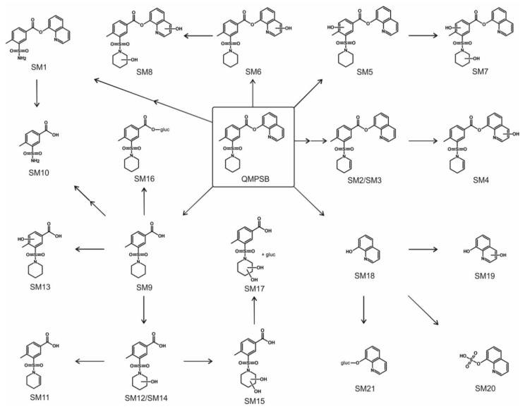 Metabolic pathways of QMPSB. SM1–SM21, metabolites of QMPSB; gluc, glucuronic acid.