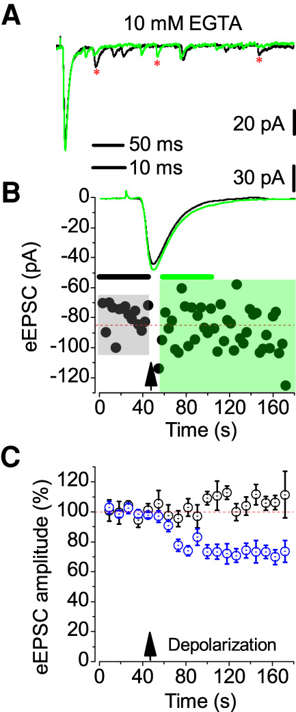 Absence of DSE in the presence of high EGTA. (A) Identical paradigm as in Figure 4 was used to trigger depolarization-induced suppression of evoked EPSC in interneurons of LA. Two representative traces closely resembling the average of 15 responses as in B are shown. Note the comparable presence of spontaneous EPSCs before (*, black) and after the ±0 mV pulse (green). (B) Amplitudes at a holding potential of −70 mV for both conditions. (C) Response of interneurons in 10 (n = 6, black) and 0.2 mM intracellular EGTA (n = 11, blue, same data as in Fig. 4C).