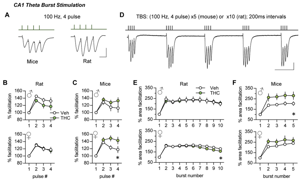 Adolescent THC treatment had modest effects on CA1 responses to burst stimulation and TBS trains. (A) Representative traces for a single burst response (100 Hz, 4 pulses). Scale bar: 1 mV, 10 ms. (B) The single burst response profile (fEPSP slopes, normalized to first pulse) did not differ between THC- and Veh-treated rats (Male: p = 0.44, F(3,36) = 0.93, N = 7/group; Female: p = 0.96, F(3,69) = 0.10, Veh N = 11, THC N = 14). (C) In mice, aTHC had no effect on the single burst response in males (p = 0.35, F(3,30) = 1.15, n = 6/group) but significantly enhanced responses to later pulses in the burst in females (*p = 0.02 vs Veh, F(3,36) = 3.68, N = 7/group). (D) Representative trace from rat showing responses to the first 5 theta bursts (200 ms inter-burst). Scale bar: 1 mV, 100 ms. (E) In rat, THC did not influence within theta train facilitation in males (burst response area, normalized to first burst; p = 0.99 vs Veh, F(9,108) = 0.23, N = 7/group) but caused a slight decline later in the theta train in females (*p = 0.03. F(9,207) = 2.13, Veh N = 11, THC N = 14). (F) In mice, aTHC enhanced within theta train facilitation in males (*p = 0.02 vs Veh, F(3,30) = 3.63, N = 6/group) without significant effect in females (p = 0.20, F(3,36)) = 1.62, N = 7/group). N denotes slices per group; mean ± SEM values shown. R-M ANOVA (Interaction) for all analyses. Raw measures are reported in Suppl. Fig. 3.