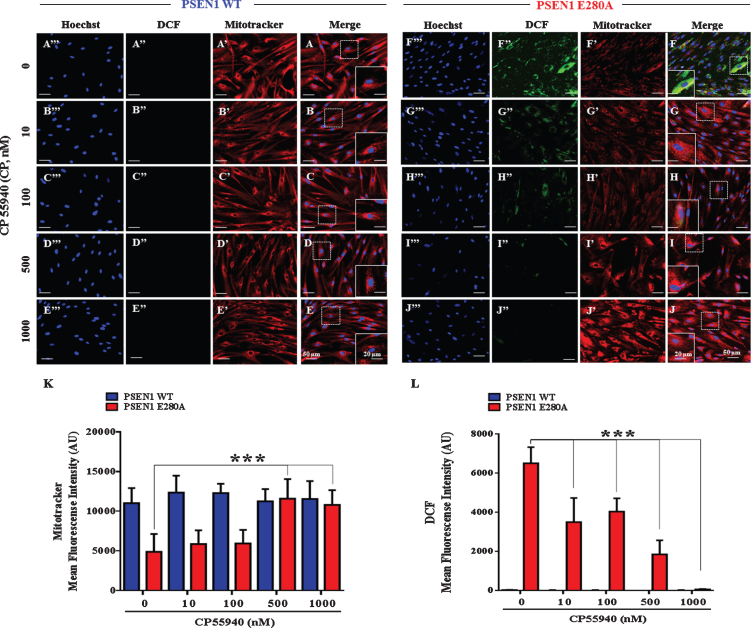 CP55940 restores the mitochondrial membrane potential (ΔΨm) and reduces the levels of intracellular reactive oxygen species independent of its concentration in PSEN1 E280A ChLNs. After 7 days of transdifferentiation, WT PSEN1 and PSEN1 E280A ChLNs were left untreated or treated with CP at increasing concentrations (0, 10, 100, 500, and 1000 nM) in regular culture medium (RCm) for 4 days. Representative MitoTracker (A’-J’), DCF (A”-J”), Hoechst (A”’-J”’), and merge (A-J) pictures of WT PSEN1 and PSEN1 E280A ChLNs treated as described. K) Quantification of MitoTracker fluorescence intensity. L) Quantification of DCF fluorescence intensity. Data are expressed as the mean±SD; *p < 0.05; **p < 0.01; ***p < 0.001. The histograms and figures represent 1 out of 3 independent experiments. Image magnification, 200×. Inset magnification, 800×.
