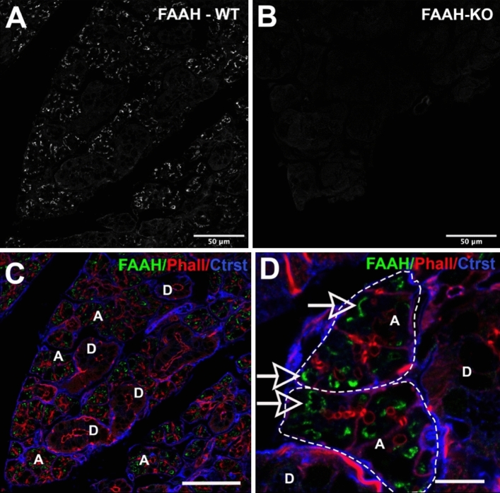 FAAH protein expression in acini of submandibular gland. (A,B) FAAH expression in (A) WT and (B) FAAH knockout submandibular gland. (C) Triple-stain from (A) shows FAAH (green) relative to phalloidin (red) and a counterstain that outlines acini. FAAH is seen in acini “A” but not ducts “D”. (D) Higher magnification image shows FAAH staining in acini “A”, outlined but not ducts “D”. Scale bars: (A–C) 50 µm; (D) 15 µm. Images processed using Adobe Photoshop vsn. 21.2 and FIJI (vsn 2.3.0/1.53q, available at https://imagej.net/Fiji/downloads).