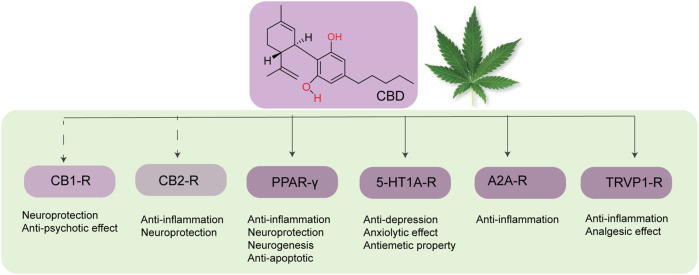 Different molecular targets of CBD in the brain.