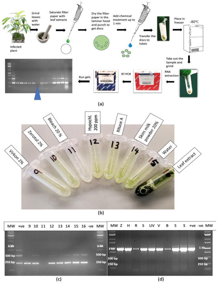The effect of various treatments on the stability of HLVd in infected plant sap. (a) The method employed involved saturating filter paper discs with infectious sap and exposing air-dried discs to various chemical and enzymatic treatments for 1 min, following which the discs were transferred to Eppendorf tubes and stored in a −80 °C freezer until RT-PCR analysis could be conducted to determine if HLVd was detectable. (b) Eppendorf tubes containing filter paper discs were subjected to various treatments as indicated. Control discs received water. (c) RT-PCR analysis of RNA extracted from treated discs shows that only bleach at 20% destroyed the RNA to a point where it was not amplified. In the remaining treatments, a 256 bp band and a faint band at 512 bp could be seen similar to the control. (d) Exposure of RNA of C. sativa mitovirus (CasaMV1) to various treatments showed that RNase A (lane R) and bleach (lane B) reduced the intensity of the 980 bp band significantly compared to the other treatments which had no effect. The other treatments were 2% Zerotol (lane Z), 1000 ppm hypochlorous acid (lane H), untreated sap (lane S), exposure to UV-C light for 3 min (lane UV) and 2% Virkon (lane V).