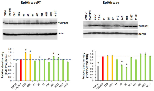 Effects of novel C. sativa extracts on the levels of TMPRSS2 in the EpiAirway-FT (A) and EpiAirway (B) tissue models upon induction of inflammation by treatment with TNFα/IFNγ. Three tissue samples were used per treatment group. Protein extracts were prepared from each sample, and equal amounts of each sample in each group were pooled together. Each bar is an average (with SD) from three technical repeat measurements. * - p<0.05, Student’s t-test.