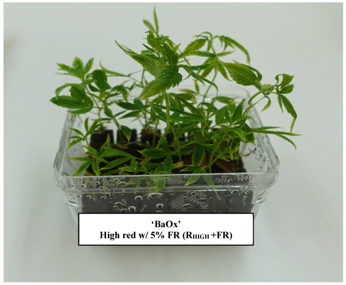 In vitro RV750 vessel containing Cannabis sativa genotype ‘BaOx’, displaying internode length variability before the first cycle harvest after 2-week exposure to RHIGH + FR lighting treatment.