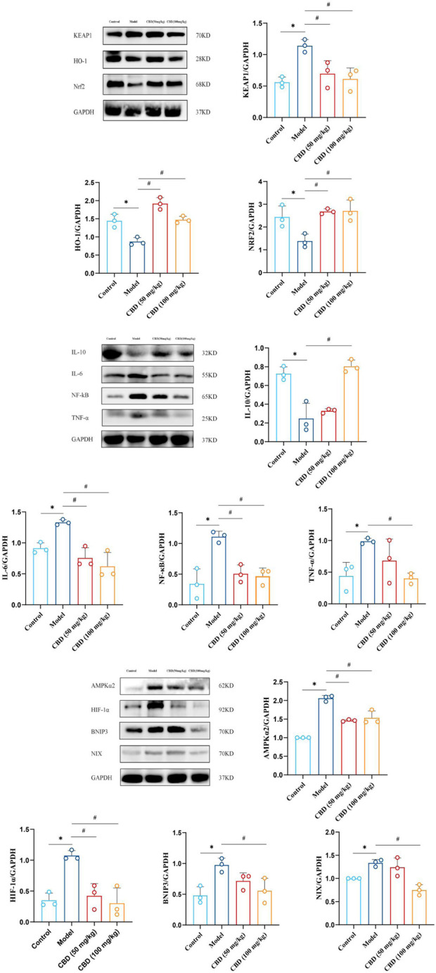 The analysis of western blot for CBD in skeletal muscle of experimental rats and quantification of protein expression. The protein levels (HO-1, Nrf2, Keap1, IL-10, IL-6, NF-κB, TNF-α, AMPKα2, Hif-1α, BNIP3, NIX) were normalized to GAPDH. Data are expressed as means ± S.D of triplicate experiments performed independently, one-way ANOVA, *p < 0.05 as compared to the control group; # p < 0.05 as compared to the model group.