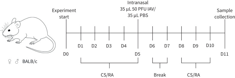 Animal exposure, infection and sample collection timeline. Female and male 6- to 8-week-old BALB/c mice were whole-body exposed to the smoke of six cannabis cigarettes (CS) or room air control (RA) twice per day for five consecutive days. Following smoke exposure on day 5 (D5), mice were intranasally inoculated with 50 PFU mouse-adapted (A/FM/1/47-MA) influenza A virus (IAV) or PBS control. Mice were given a 2-day break from cannabis smoke exposure following inoculation. Exposure protocols resumed on day 8 and continued until day 10 and animals were sacrificed on day 11. PFU: plaque-forming units.
