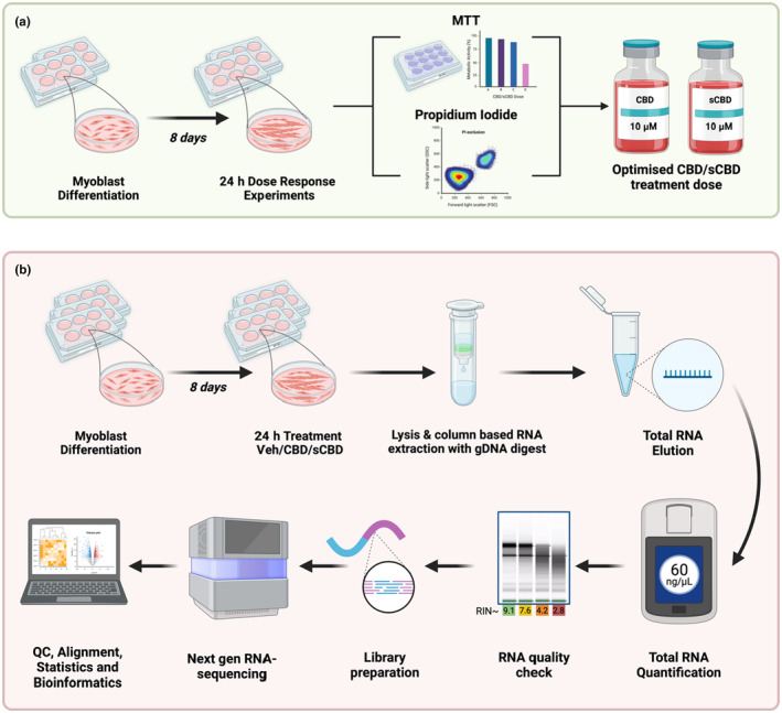 Experimental workflow for (a) the determination of dose tolerability. C2C12 myoblasts were differentiated in low serum media for 8 days before 24 h exposure to CBD, sCBD, or vehicle (DMSO) control. MTT and propidium iodide exclusion assays as well as visual inspection were performed to determine the maximal tolerable dose of CBD and sCBD across a range of concentrations from 0.001 to 10 μM. In workflow (b), differentiated myotubes were exposed to 10 μM CBD, sCBD, and vehicle control for 24 h before being lysed for column‐based RNA extraction. Total RNA quantity and quality were determined prior to library preparation and next generation sequencing. Pre‐alignment QC was performed prior to trimming and STAR alignment, followed by quantification to the annotation model, counts were then normalized by median ratio, prior to DSeq2 statistical analysis. Image created using Biorender.