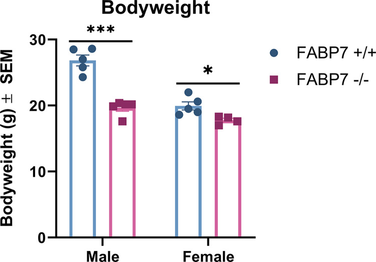 Bodyweight data for male and female FABP7+/+ and FABP7-/- mice.Bodyweights were compared across sex and genotype. Male FABP7+/+ mice had significantly higher bodyweights that male FABP7-/- and female FABP7+/+ mice. *p < .05, ***p < .001.