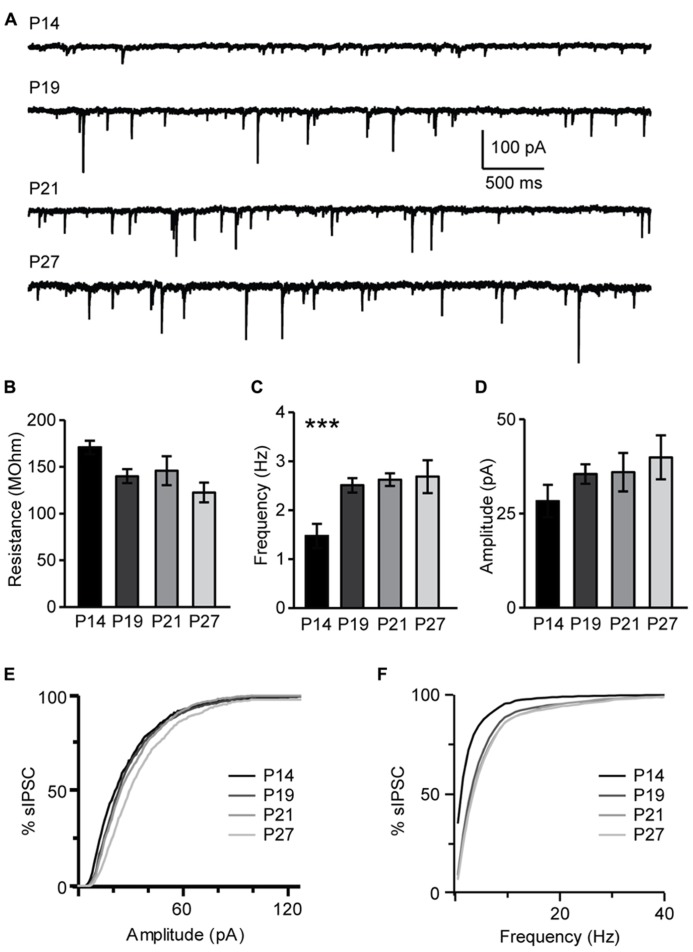 Developmental changes in sIPSC amplitude and frequency. (A) Representative examples of sIPSCs recordings for different age groups. (B) Group data for average resting input resistance in the different age groups. (C) Average sIPSC frequency for all age groups. (D) Average sIPSC amplitude for all age groups. For (B–D): black bar: P14; dark gray bar: P19; light gray bar: P21; lightest gray bar: P27. (E) Cumulative distribution of sIPSC amplitudes for the different age groups. (F) Cumulative distribution of sIPSC frequencies for the different age groups. For (E,F): black: P14; dark gray: P19; light gray: P21; lightest gray: P27. Data are presented as mean ± SEM, statistical significance is indicated by *** for P < 0.001.