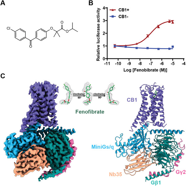 Overall cryo‐EM structure of the fenofibrate‐boundCB1‐miniGs/qβ1γ2‐Nb35 complex. A) Chemical structure of fenofibrate. B) The calcium‐induced luciferase accumulation assays for fenofibrate‐induced CB1 activation. Data are shown as the mean ± s.e.m. from three independent measurements. C) Cryo‐EM density map and model of the fenofibrate‐bound CB1‐miniGs/qβ1γ2‐Nb35 complex.