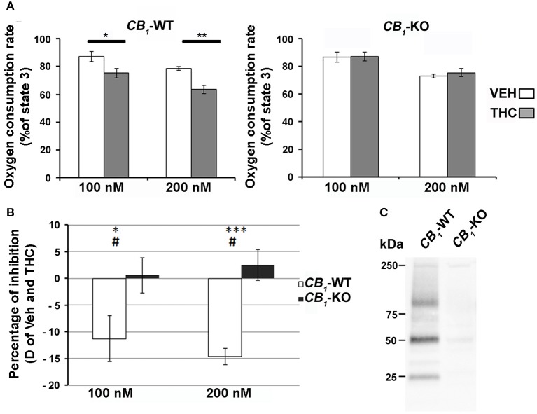(A) Effect of THC on heart isolated mitochondria. THC (100 nM or 200 nM, gray bars) or vehicle (white bars) was added directly to the respiratory chamber during the ADP-dependent respiration. Values are expressed as mean of percentage of the ADP-dependent respiration of CB1-WT (left panel) or CB1-KO (right panel) isolated mitochondria (n = 4). (B) Difference of inhibition between vehicle and THC dependent respiration (White bars; CB1-WT, Black bars CB1-KO). *P < 0.05 THC vs. VEH; **P < 0.01 THC vs. VEH; ***P < 0.001 THC vs. VEH; #P < 0.05 CB1-WT vs. CB1-KO. C) Immunoprecipitation of CB1 from heart mitochondrial fractions of CB1-WT or CB1-KO.