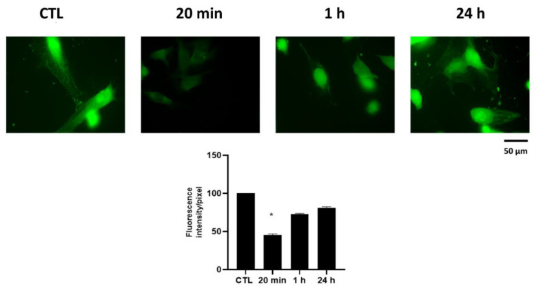Effects of HPEDMSO on intracellular Ca2+ concentration. Cells were treated with 0.1 mg/mL HPEDMSO for 20 min, 1 h and 24 h, then the amount of intracellular Ca2+ concentration was measured by Calcium Green-1 AM. The densitometric analysis (bottom) was performed by ImageJ. Results are expressed as mean ± SEM of data obtained by three independent experiments. * p < 0.05 vs. CTL.