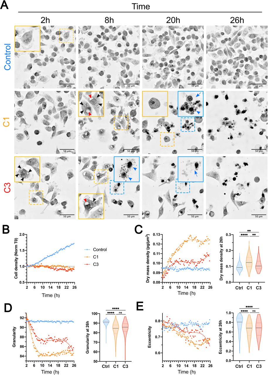 Early phenotypic alterations induced by synergistic932 combinations. MDA-MB-231 cells were treated with vehicle (0.3% DMSO - Control) or synergistic combinations C1 and C3 and monitored via label-free live-cell holotomographic microscopy (HTM). (A) Kinetic monitoring started 2 hours post-treatment and continued for 24 h. Images represent 2D maximum intensity projections of the Refractive Index (RI) along the Z-axis, displayed using an inverted lookup table where grey levels correlate with the RI of the samples. Insets show higher magnifications of subcellular features. Red, black, and blue arrowheads denote perinuclear swelling, intracytoplasmic vacuoles, and apoptotic-like cell fragmentation, respectively. Blue arrows indicate features of secondary necrosis. Scale bars: 50 μm. Representative timepoints at 2, 8, 20, and 26 h post treatment are shown (see Videos S5–S7 for full sequences). (B–E) Quantitative HTM-based morphometric analysis performed with Eve Explorer. Temporal evolution of (B) cell density, (C) median dry mass density, (D) median cell granularity, and (E) median cell eccentricity. Violin plots illustrate single-cell distributions at 26 h post treatment; horizontal dashed lines represent the median. N = 404 (Control), 163 (C1), and 79 (C3). Statistical significance was determined via Kruskal-Wallis test followed by Dunn’s post hoc test; **** p < 0.0001; ** p < 0.001; ns: not significant.