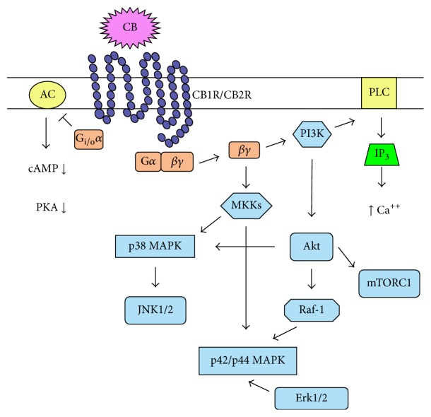 Cannabinoid receptor signal transduction pathway. Upon cannabinoid receptor engagement by a cannabinoid, the activated Gi/o α subunit inhibits adenylate cyclase activity causing a decrease in cAMP, which, in turn, decreases PKA activity. The βγ dimer activates PI3K, which, in turn, activates PLC that ultimately leads to increased intracellular calcium levels. PI3K can active the MAPK pathways. Akt may lead to mTORC1 activation. The βγ dimer can, also, activate MKK leading to activation of the MAPK pathways. CB: cannabinoid; CB1R: cannabinoid type 1 receptor; CB2R: cannabinoid type 2 receptor; AC: adenylate cyclase; PKA: protein kinase A; PI3K: phosphatidylinositol-3 kinase; PLC: phospholipase C; IP3: inositol trisphosphate; mTORC1: mammalian target of rapamycin complex 1; MKK: mitogen-activated protein kinase kinases; MAPK: mitogen-activated protein kinase; JNK: Jun kinases; Erk: extracellular signal-regulated kinases.