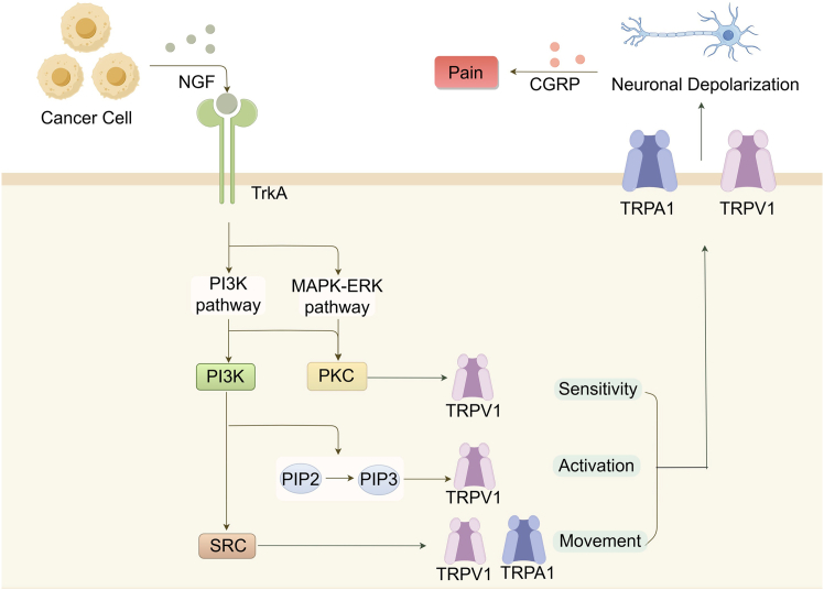 Mechanism of tumor-induced neuropathic painCancer cells secrete NGF, which binds to the TrkA receptor, thereby activating the MAPK-ERK and PI3K signaling pathways. This activation stimulates PKC, promoting the sensitivity of TRPV1 channels, thereby lowering their activation threshold. PI3K activation also converts PIP2 to PIP3, further promoting activation of TRPV1. Additionally, PI3K activation triggers the SRC tyrosine protein kinase, facilitating the movement of TRPA1 and TRPV1 channels to the plasma membrane. The translocation of these channels to the membrane increases the activity of DRG neurons expressing these channels, resulting in sustained pain sensation in patients with cancer. The activation of TRPV1 leads to neuronal depolarization and CGRP release, which ultimately induces pain.