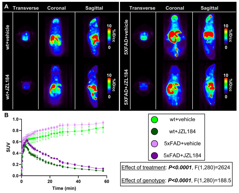A) Representative summed [18F]MAGL-2102 PET images (0-60 min) and B) SUV curves demonstrating reduced MAGL availability following JZL184 treatment (MAGL inhibition) in 6-month wt and 5xFAD male mice (n = 3/genotype/treatment). 5xFAD mice exhibited higher MAGL availability than wt with or without JZL184. Mean+/-SEM. Abbreviations: ID/cc: injected dose per cubic centimetre; MAGL: monoacylglycerol lipase; PET: positron emission tomography; SUV: standardized uptake value; wt: wild-type.