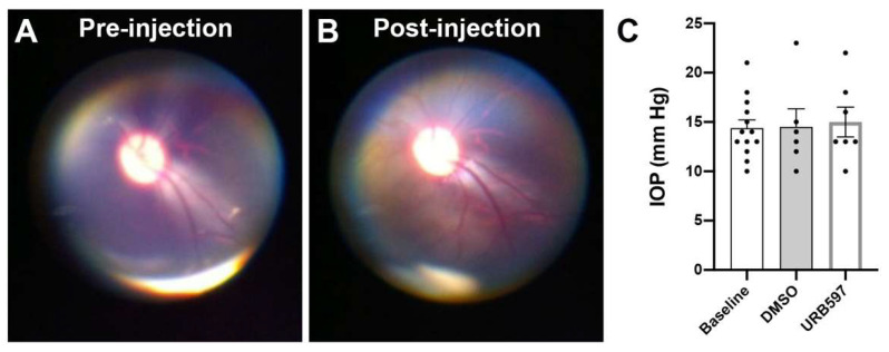 Fundus observation and assessment of intraocular pressure (IOP) with individual values. No differences in the fundus of the eyes before (A) or after a typical intravitreal injection (B). IOP values did not differ at baseline (before intravitreal injections), post-DMSO injection or post-URB597 injections (C). Error bars represent standard error of the means (SEM).