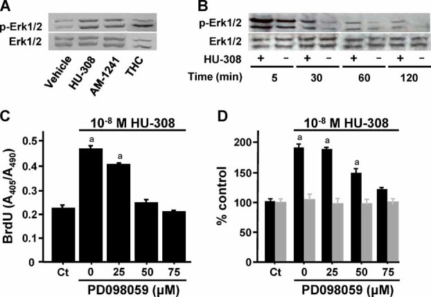 CB2 mitogenic signaling in osteoblastic cells is mediated by Erk1/2. (A,B) Stimulation of Erk1/2 phosphorylation in MC3T3 E1 cells: (A) 2-hour challenge with selective CB2 agonists HU-308 and AM-1241 and CB1/CB2 agonist THC at 10−8, 10−9, and 10−12 M, respectively; (B) 5 to 120 minute challenge with 10−8 M HU-308. (C,D) Inhibition of HU-308–stimulated DNA synthesis by MEK-Erk1/2 inhibitor PD098059: (C) MC3T3 E1 cells; (D) NeMCO cultures derived from wild-type (black bars) and Cb2–/– animals (gray bars). Data are mean ± SE obtained in three culture wells per condition. ap < .05 versus Ct.